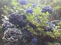 Blauwe Hortensia