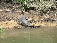 IMG_6113