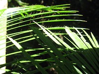 IMG_6091