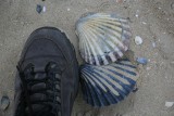 IMG_1974