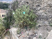 IMG_0390