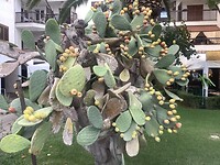 IMG_0433