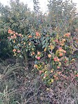 IMG_8018