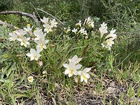 Lente
