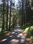 Donker bos
