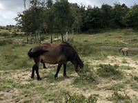 Wilde paarden in de Schoorlse duinen