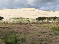 De Schoorlse duinen