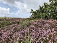 De Schoorlse duinen