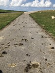 Schapenpoepweg