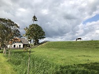 Grazend paard