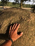 Solid as a Rock. Ik ben nu ook een van Hune