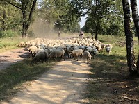 Schapeninvasie