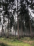 Bos bij Westerbork