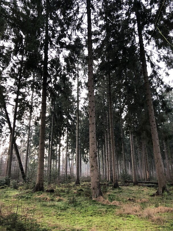 Bos bij Westerbork