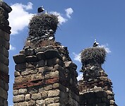 Ooievaarsnesten in Merida