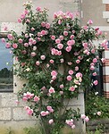 Rozen bij Villandry