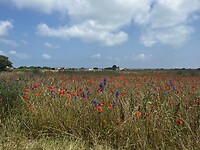 Bloemenzee