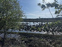 Leenderbos