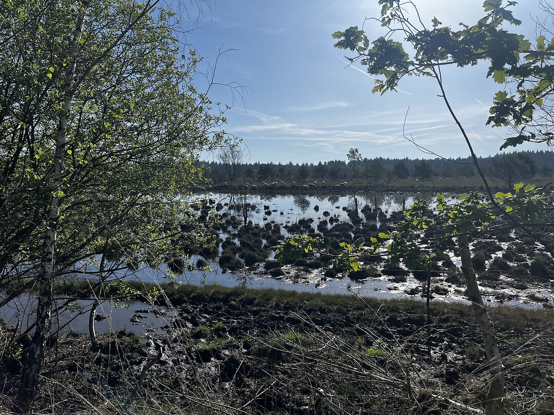 Leenderbos