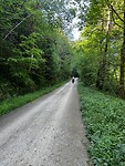 Onderweg door bos