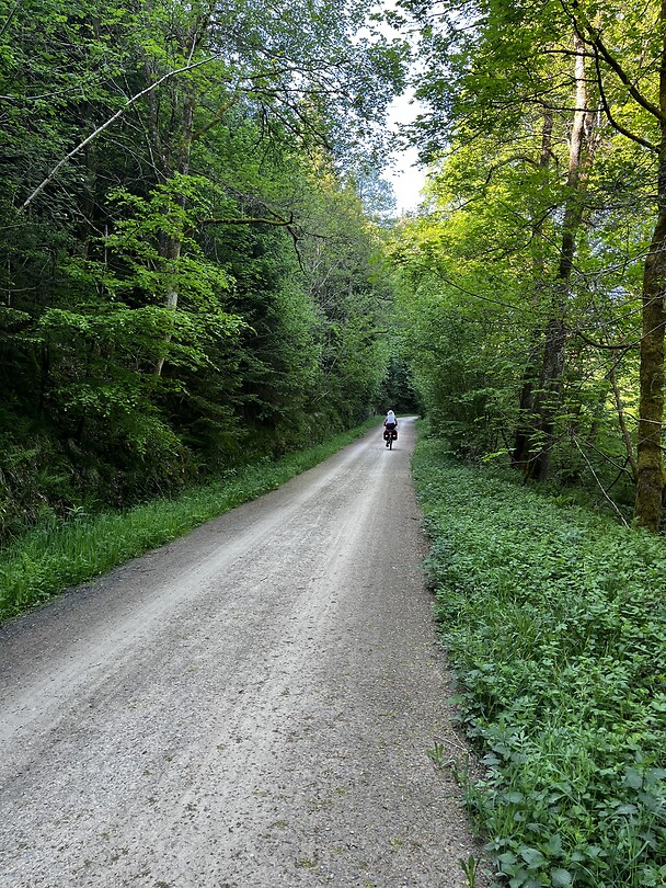 Onderweg door bos