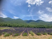 Lavendel