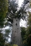 (1) De oudste Kuari boom