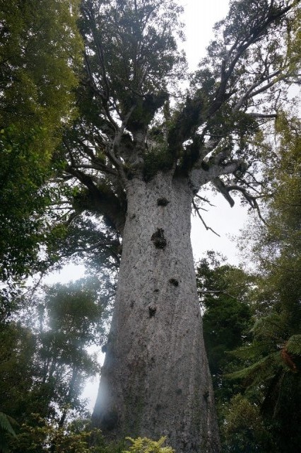 (1) De oudste Kuari boom