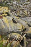 (3) Zeehonden bij Tauranga Bay