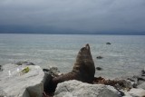 (3) Zeeleeuw Kaikoura