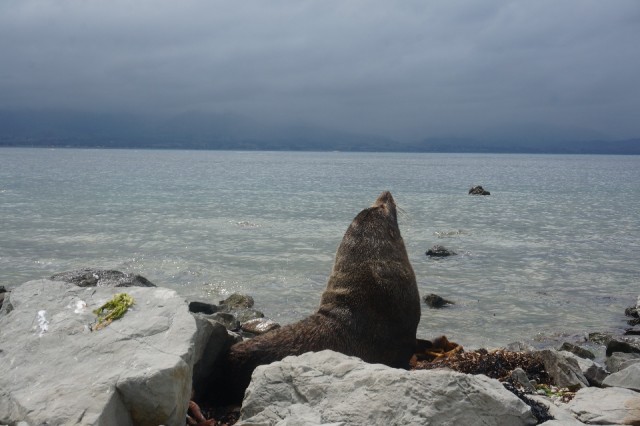 (3) Zeeleeuw Kaikoura