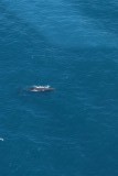 (3) Potvis vanuit de lucht