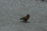 (5) een van NZ's national birds: meet the KEA