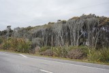 (6) onderweg naar FJ Glacier: bomen aan de kustlijn -4-