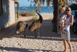 (7) Grote vogel!