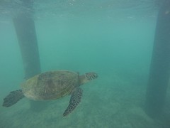 (11) Green Turtle