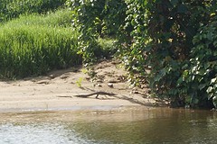 (12) Baby Croc