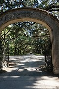 (12) Live Oaks & Spannis Moss