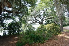(12) Live Oaks