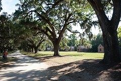 (12) Live Oaks & Spannis Moss -2-