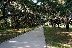 (12) Plantation Oaks