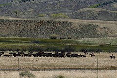 (13) Colorado cowboys!