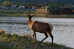 (13) Elk (soort hert)