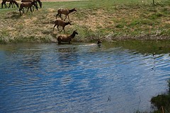 (13) Meervoud van Elk