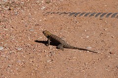 (13) Zion creature
