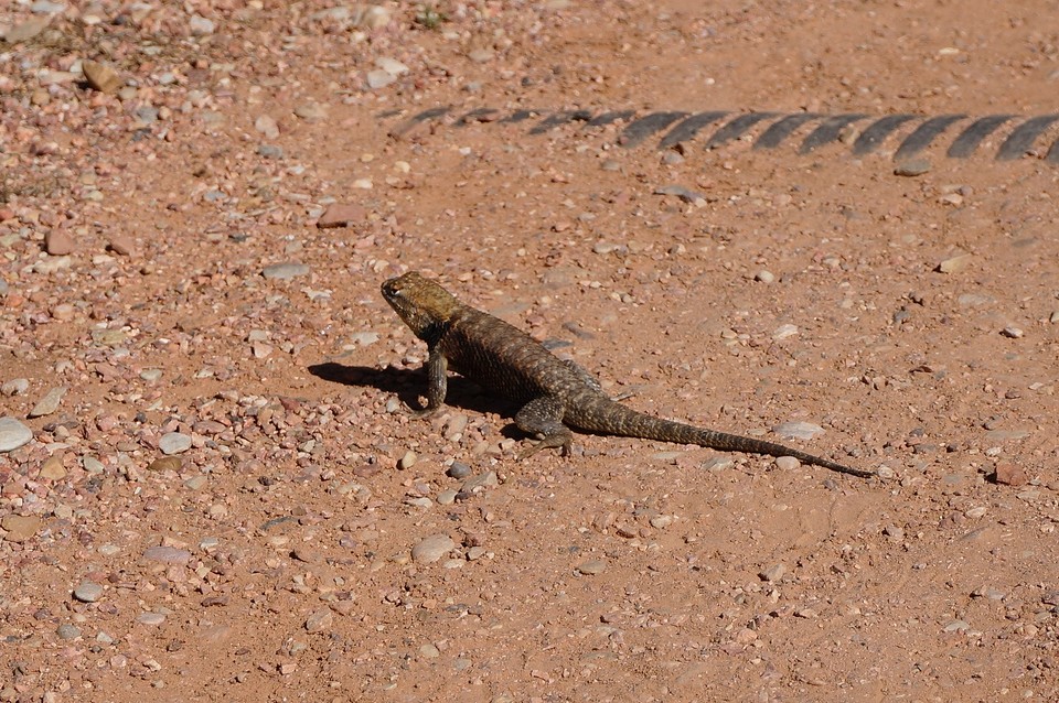 (13) Zion creature