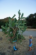 (14) Boy meets.. Cactusss