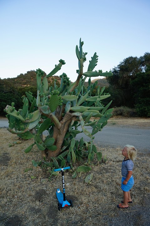(14) Boy meets.. Cactusss