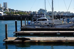 (14) Pier-39