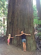 (14) Sequoia...GROOT dus -2-